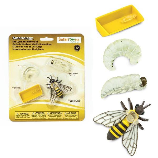 Life Cycle of a Honey Bee - Timeless Toys