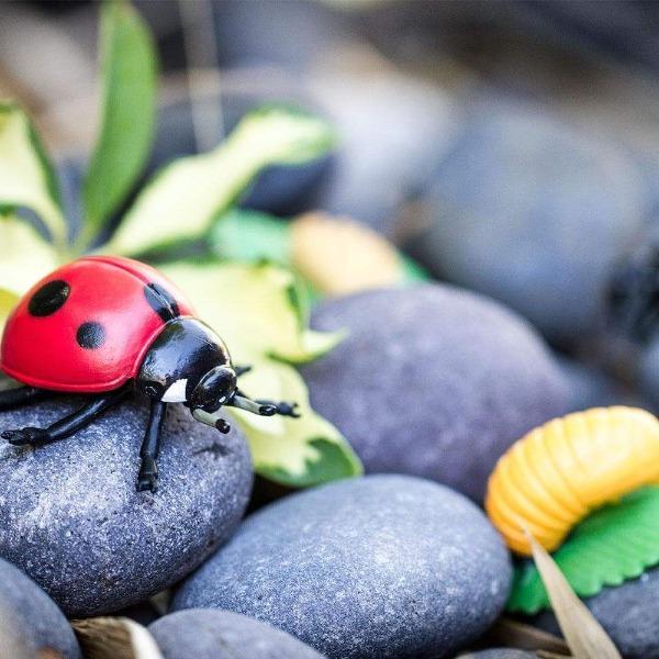 Life Cycle of a Ladybug - Timeless Toys