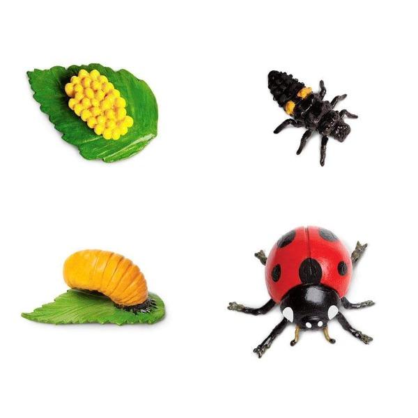 Life Cycle of a Ladybug - Timeless Toys