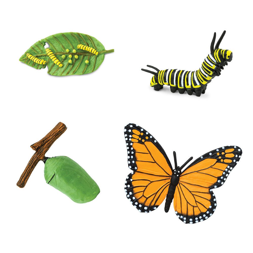 Life Cycle of a Monarch Butterfly - Timeless Toys
