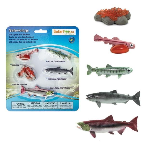 Life Cycle of a Salmon by Safari Ltd - Timeless Toys