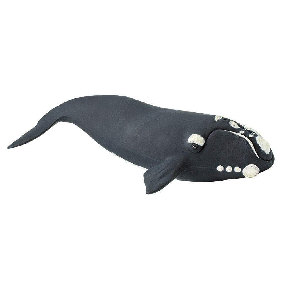 Right Whale by Safari Ltd - Timeless Toys