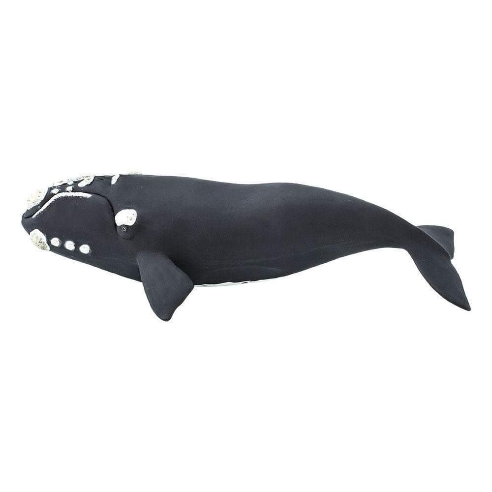 Right Whale by Safari Ltd - Timeless Toys