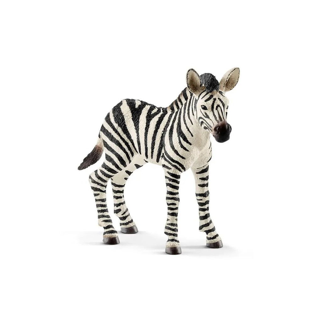 Schleich Wildlife - Zebra Foal - Timeless Toys