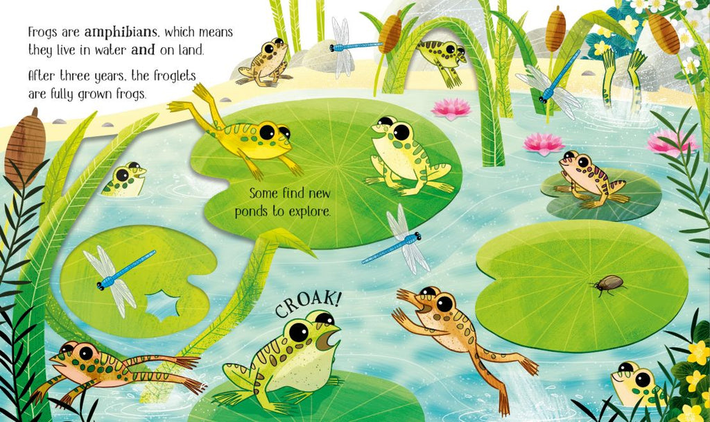 Usborne Life Cycles - One Little Frog - Timeless Toys